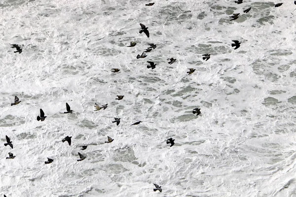 Vögel Fliegen Und Genießen Wind Und Sturm — Stockfoto