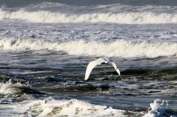 Oiseaux Volent Profitent Vent Tempête — Photo