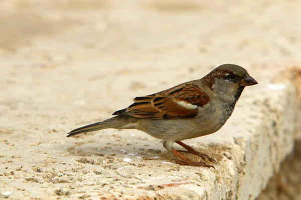 the sparrow sits on a branch and sings songs