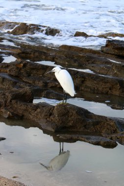 Akdeniz kıyısında oturan büyük beyaz balıkçıl 