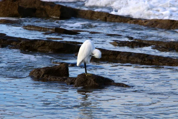 地中海のほとりに座って素晴らしい白鷺 — ストック写真