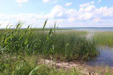 sonra yağmur güneş ve çiçekleri geliyor 