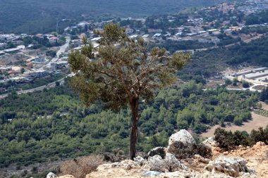 sonra yağmur güneş ve çiçekleri geliyor 