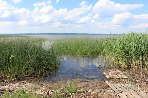 Після Дощу Сонце Природа Цвіте — стокове фото