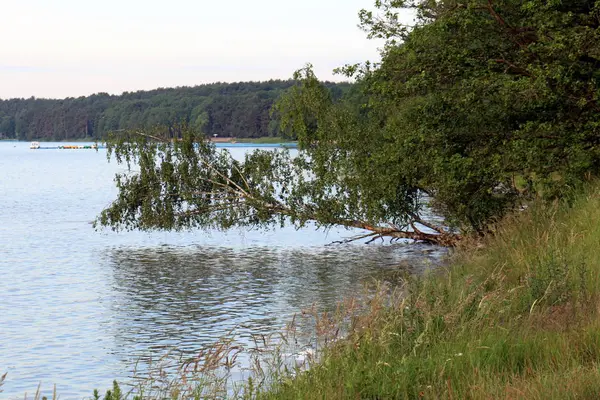 Miután Eső Jön Nap Természet Virágok — Stock Fotó