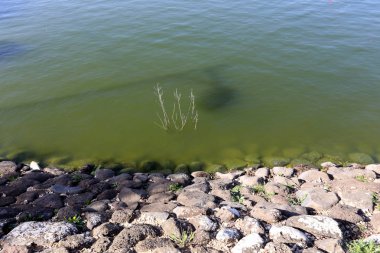 Kuzey İsrail ' Akdeniz'in kıyısında taş yalan 