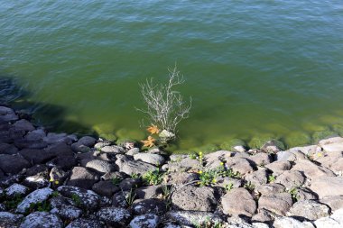 Kuzey İsrail ' Akdeniz'in kıyısında taş yalan 