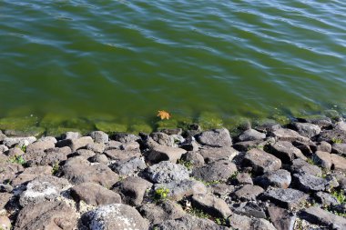 Kuzey İsrail ' Akdeniz'in kıyısında taş yalan 