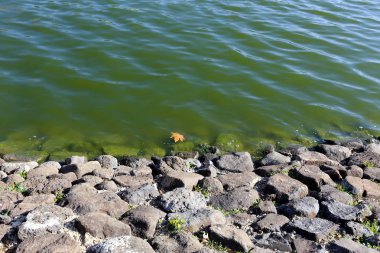 Kuzey İsrail ' Akdeniz'in kıyısında taş yalan 
