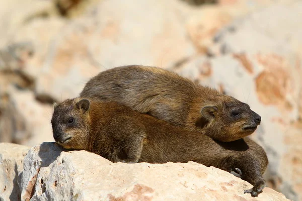 Daman Est Une Famille Petits Mammifères Herbivores Trapus Seul Daman — Photo