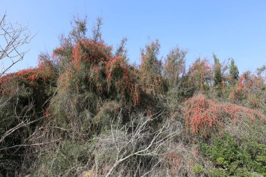 doğanın güzelliği görmek için bir yakından yaklaşım gerekir 