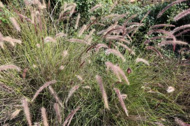 doğanın güzelliği görmek için bir yakından yaklaşım gerekir 