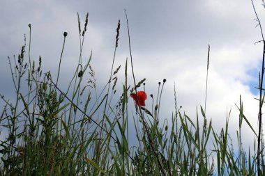 doğanın güzelliği görmek için bir yakından yaklaşım gerekir 