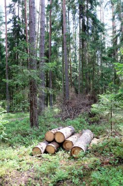 doğanın güzelliği görmek için bir yakından yaklaşım gerekir 