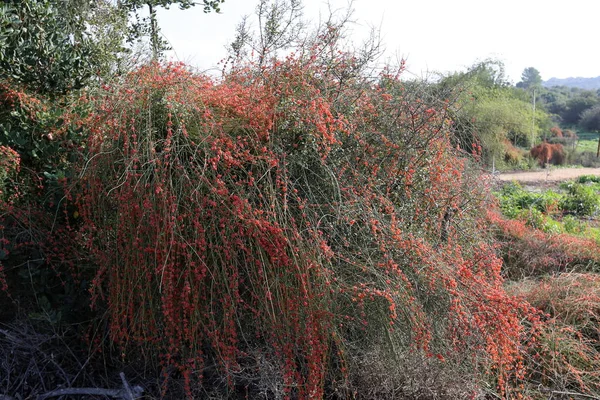 Para Ver Belleza Naturaleza Hay Que Acercarse Ella Cerca — Foto de Stock