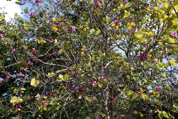 Para Ver Belleza Naturaleza Hay Que Acercarse Ella Cerca — Foto de Stock