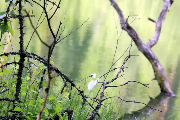 Zien Van Schoonheid Van Natuur Moet Een Nauw Benaderen — Stockfoto