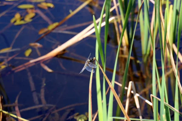 Zien Van Schoonheid Van Natuur Moet Een Nauw Benaderen — Stockfoto