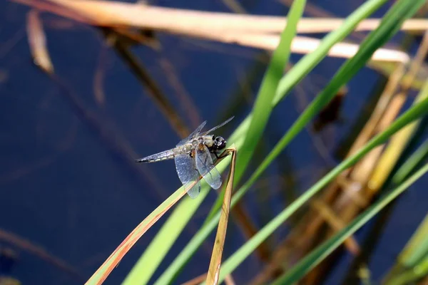 Die Schönheit Der Natur Sehen Muss Man Sich Ihr Aus — Stockfoto