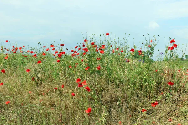 Para Ver Belleza Naturaleza Hay Que Acercarse Ella Cerca — Foto de Stock