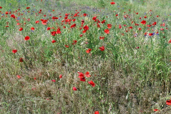 Para Ver Belleza Naturaleza Hay Que Acercarse Ella Cerca — Foto de Stock