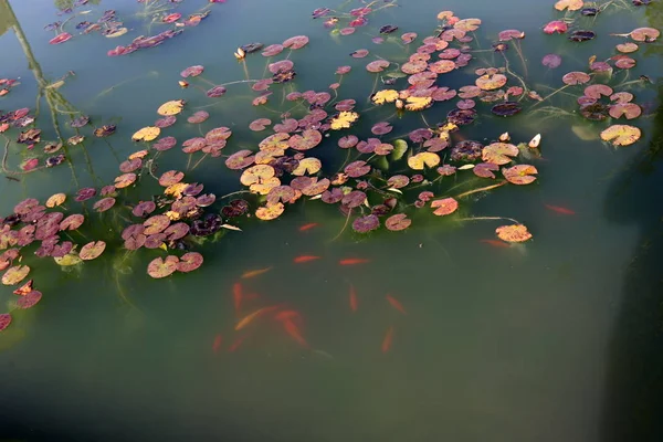 Para Ver Belleza Naturaleza Hay Que Acercarse Ella Cerca —  Fotos de Stock