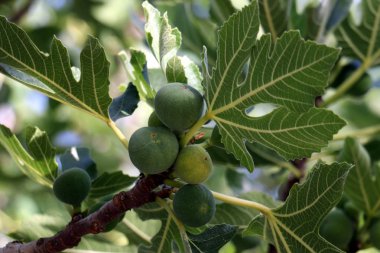 doğanın güzelliği görmek için bir yakından yaklaşım gerekir 