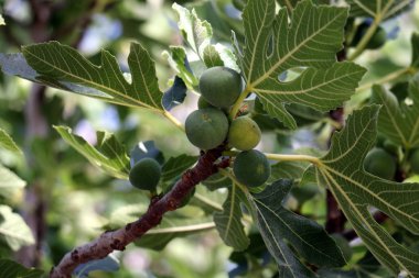 doğanın güzelliği görmek için bir yakından yaklaşım gerekir 