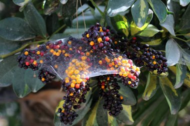 doğanın güzelliği görmek için bir yakından yaklaşım gerekir 