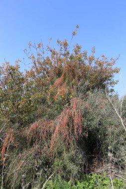 doğanın güzelliği görmek için bir yakından yaklaşım gerekir 
