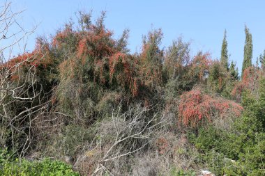 doğanın güzelliği görmek için bir yakından yaklaşım gerekir 