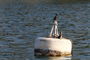 Yatak tarafından shore bir gemi veya tekne bağlama için özel donanımlı bir yerdir 