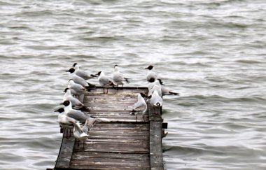 Yatak tarafından shore bir gemi veya tekne bağlama için özel donanımlı bir yerdir 