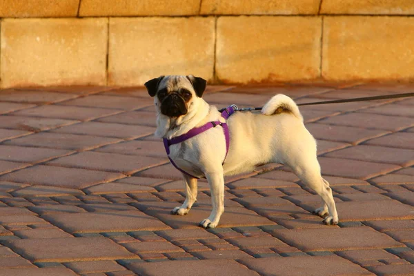 Perro Una Mascota Amigo Bueno Fiel Del Hombre —  Fotos de Stock