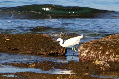 Heron Akdeniz kıyısında oturur ve küçük balık yakalıyor 