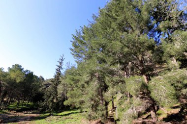 İsrail yakın çekim kuzeyinde doğanın fotoğraf 