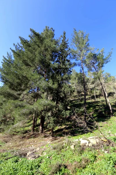 Foto Van Aard Van Het Noorden Van Israël Close — Stockfoto