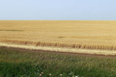 İsrail yakın çekim kuzeyinde doğanın fotoğraf 
