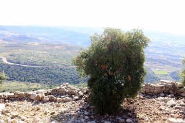 İsrail yakın çekim kuzeyinde doğanın fotoğraf 