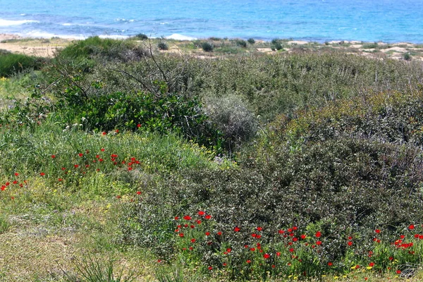 Foto Naturaleza Del Norte Israel Cerca — Foto de Stock