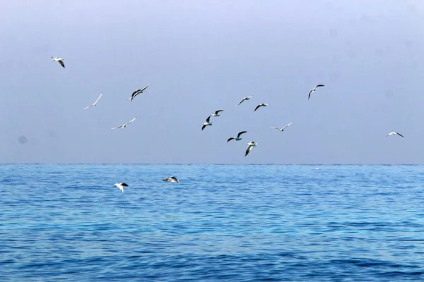 Côte Mer Méditerranée Nord Israël — Photo