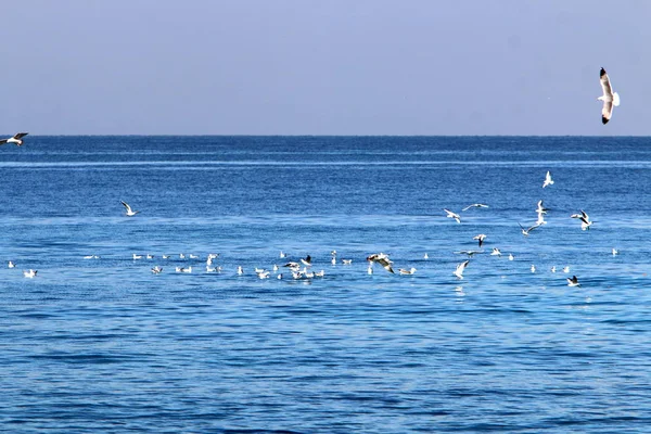 Côte Mer Méditerranée Nord Israël — Photo