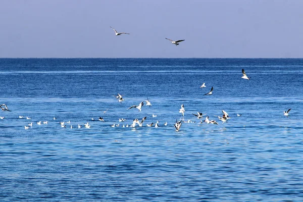 Costa Mar Mediterrâneo Norte Israel — Fotografia de Stock