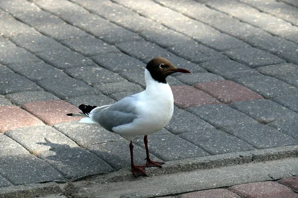 Sidewalk - footpath, located on the side or sides of the street