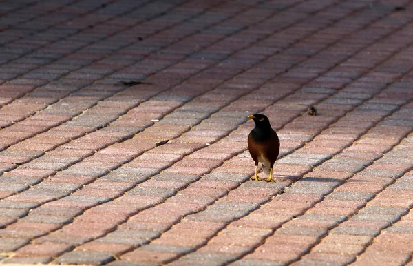 Trottoir Voetpad Gelegen Kant Kanten Van Straat — Stockfoto