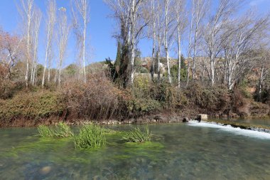 Doğa ve Kuzey İsrail closeup çiçek fotoğrafı 