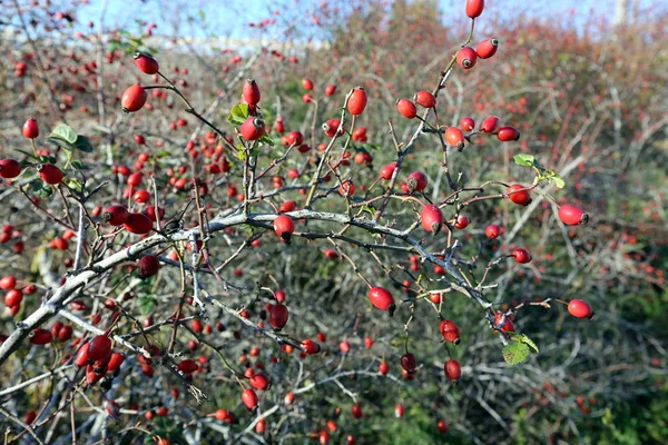 Foto Von Natur Und Blumen Nordisrael Nahaufnahme — Stockfoto