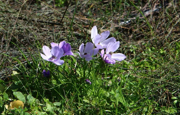 Foto Natur Och Blommor Norra Israel Närbild — Stockfoto