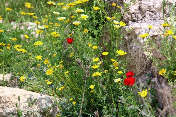 Foto Naturaleza Las Flores Norte Israel — Foto de Stock