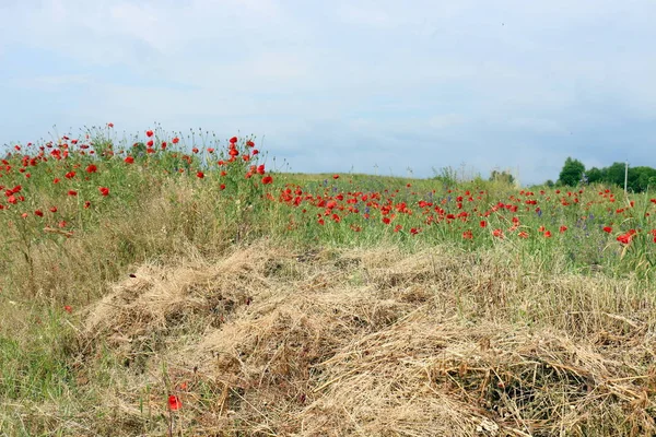 Foto Naturaleza Las Flores Norte Israel — Foto de Stock